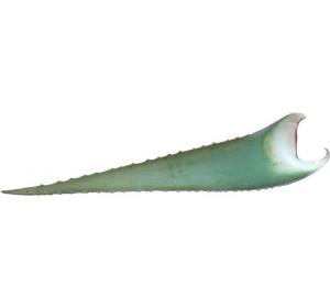 ALOE VERA  LE KG