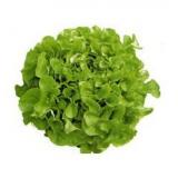 SALADE TOUTE VARIETE