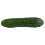 CONCOMBRE EPINEUX LE KG